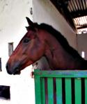 equitation mindoube