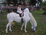 poney